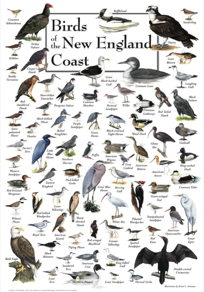 Birds Of The New England Coast Illustrated Wildlife Poster 1