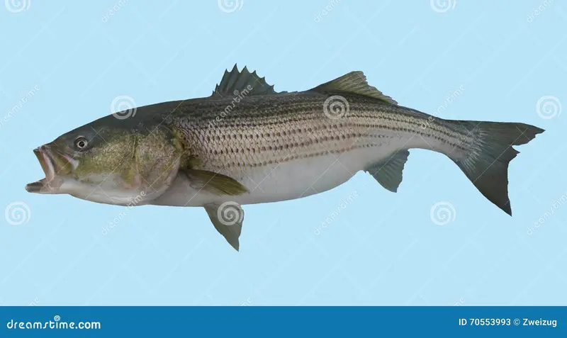 Bite Club Membership – Premium Fishing Community Access & Exclusive Perks 1