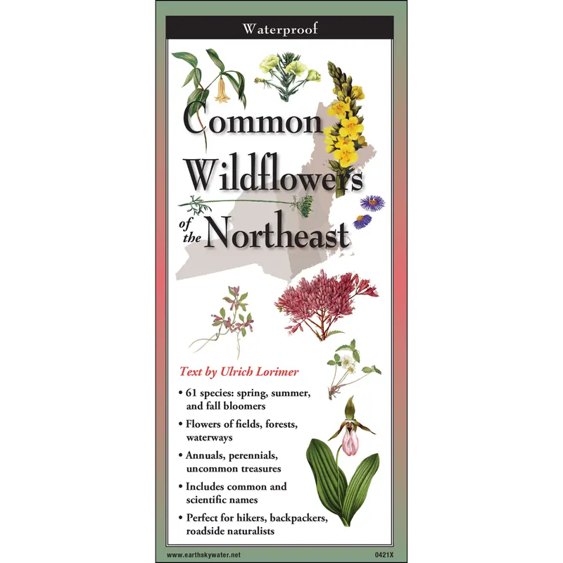 Common Wildflowers Of The Northeast – Compact Folding Field Guide 1