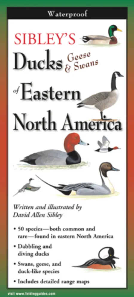 Ducks Of Eastern North America – Illustrated Folding Identification Guide 1