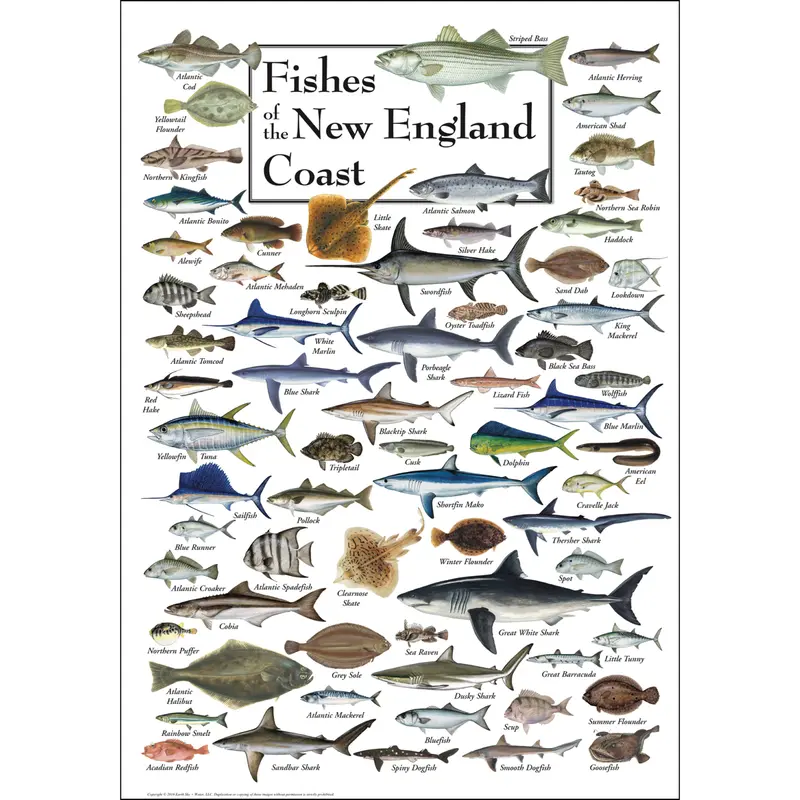 Fishes Of The New England Coast Identification Poster 1