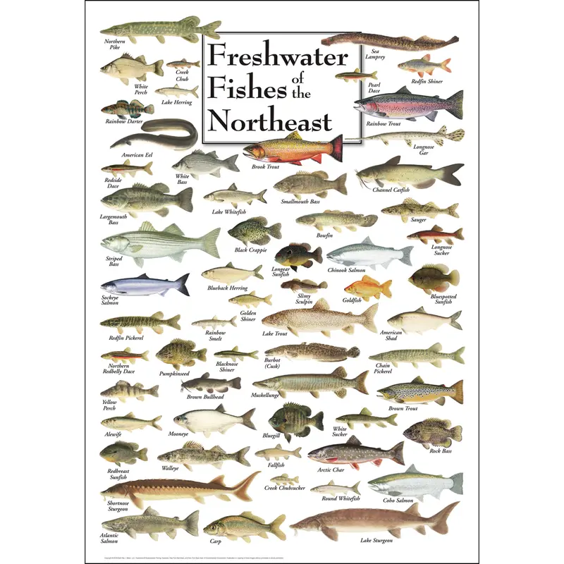 Freshwater Fishes Of The Northeast Field Guide Poster 1