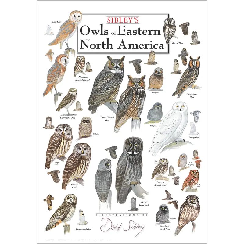 Owls Of Eastern North America – Illustrated Wildlife Poster 1