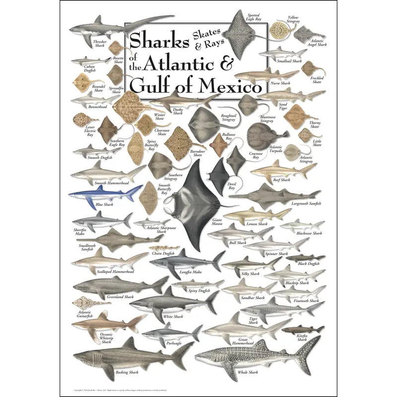 Sharks, Skates & Rays Of The Atlantic And Gulf Coasts Poster 1