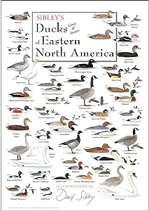 Sibley’S Ducks Of Eastern North America – Illustrated Wildlife Poster 1