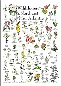 Wildflowers Of The Northeast & Mid-Atlantic – Botanical Identification Poster 1